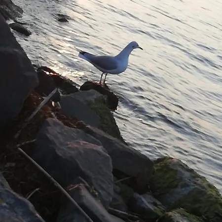 Lillapartman * Siofok